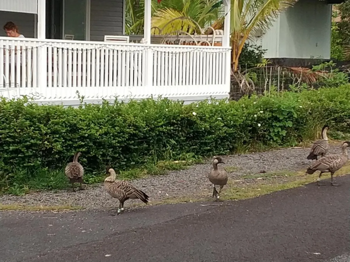 Ocean Breeze Inn Keaau 0*,  United States